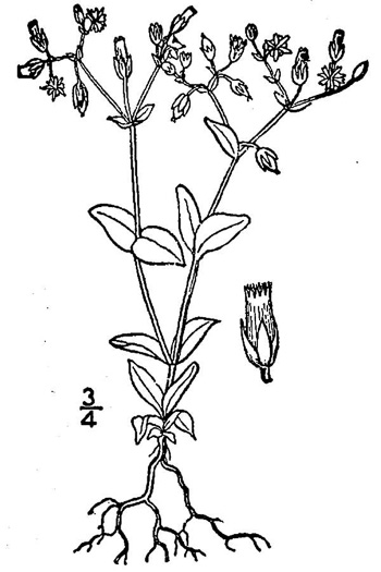 drawing of Cerastium semidecandrum, Little Mouse-ear Chickweed, Fivestamen Chickweed