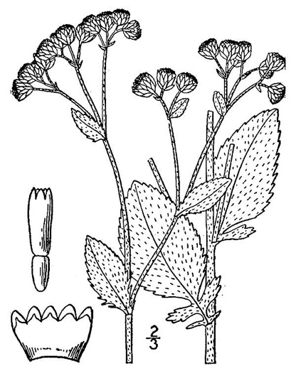 image of Tanacetum balsamita, Mint-geranium, Costmary, Sweetmary