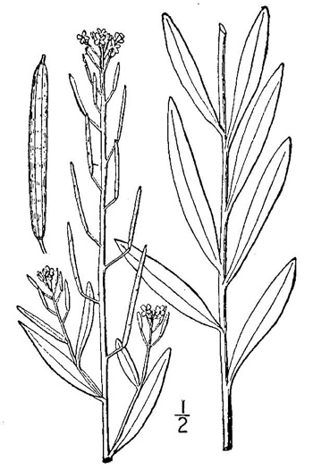 drawing of Erysimum cheiranthoides, Wormseed Mustard, Wormseed Wallflower