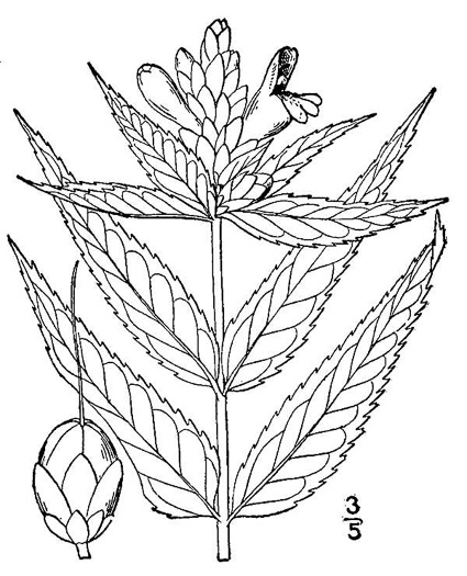 drawing of Chelone glabra, White Turtlehead