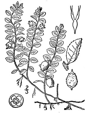 drawing of Gaultheria hispidula, Creeping Snowberry, Moxie