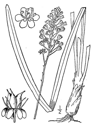 drawing of Amianthium muscitoxicum, Fly-poison