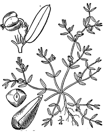 drawing of Euphorbia polygonifolia, Dune Spurge, Northern Seaside Spurge, Northern Sandmat