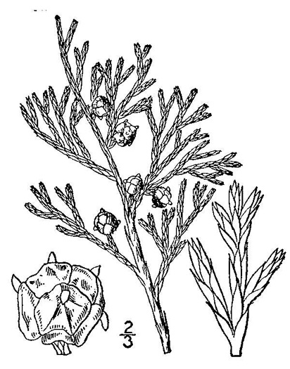 image of Chamaecyparis thyoides var. thyoides, Atlantic White Cedar, Juniper