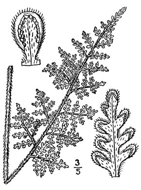 drawing of Myriopteris tomentosa, Woolly Lipfern