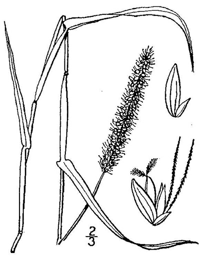 image of Setaria verticillata, Hooked Bristlegrass
