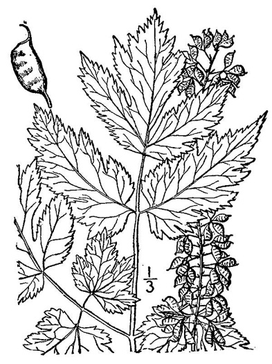 drawing of Actaea podocarpa, Mountain Black Cohosh, American Cohosh, Late Black Cohosh