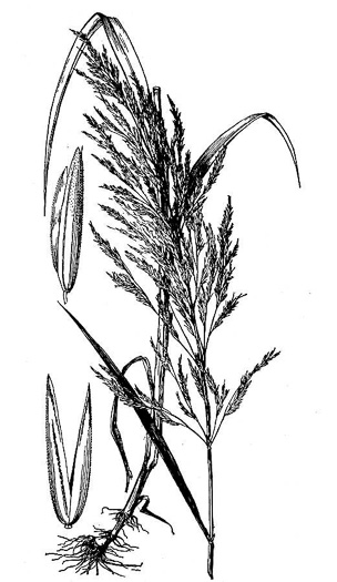 drawing of Cinna arundinacea, Common Woodreed, Stout Woodreed, Sweet Woodreed