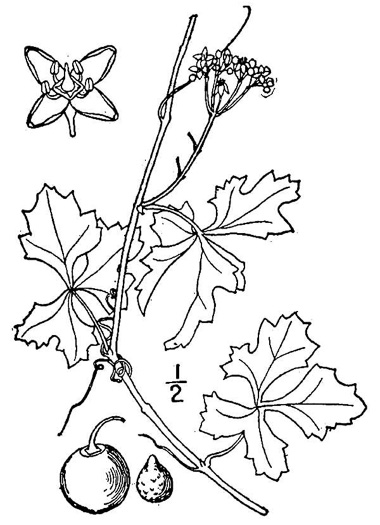 image of Cissus trifoliata, Marine-ivy, Sorrel-vine