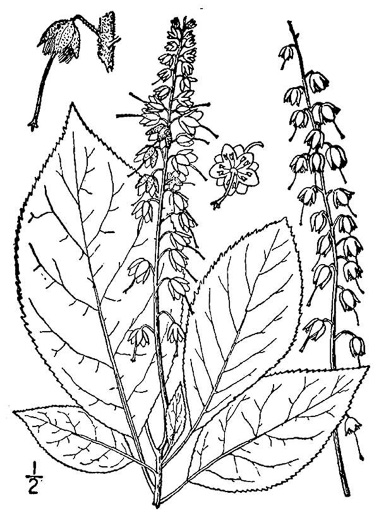 drawing of Clethra acuminata, Mountain Sweet-pepperbush, Cinnamonbark, Cinnamon Clethra, Mountain White-alder