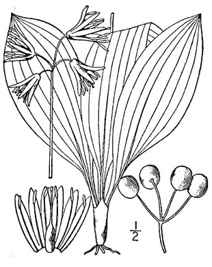 drawing of Clintonia borealis, Bluebead-lily, Clinton's Lily, Yellow Clintonia, Yellow Bead Lily