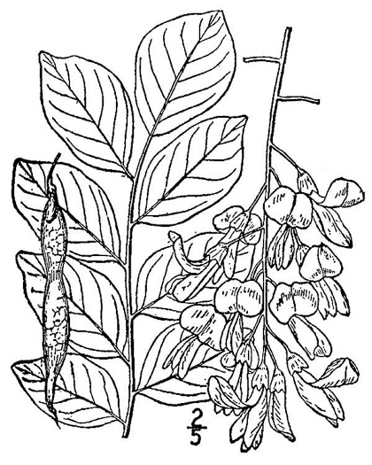 drawing of Cladrastis kentukea, Kentucky Yellowwood, Gopherwood