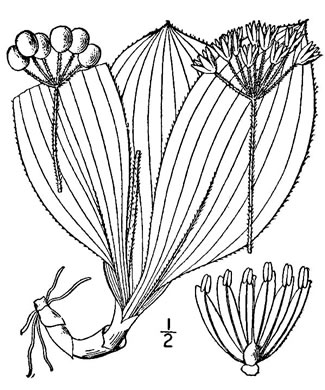 drawing of Clintonia umbellulata, Speckled Wood-lily, White Clintonia