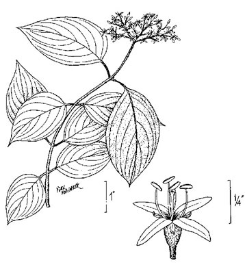 drawing of Swida amomum, Silky Dogwood, Bush Dogwood, Silky Cornel