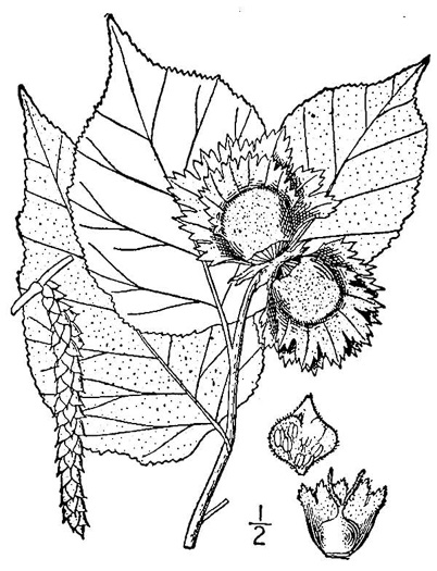 drawing of Corylus americana, American Hazelnut, American Filbert