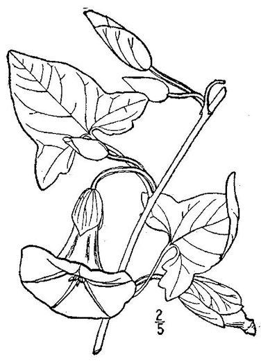 drawing of Convolvulus fraterniflorus, Twin-flowered Bindweed, Twoflower Bindweed, Shortstalk False Bindweed