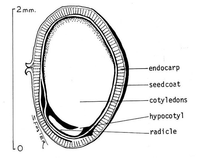 image of Cotinus obovata, American Smoketree