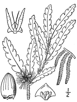 drawing of Comptonia peregrina, Sweet-fern