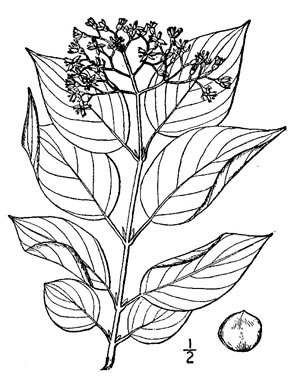 drawing of Swida sericea, Red Osier Dogwood, Bailey's Dogwood