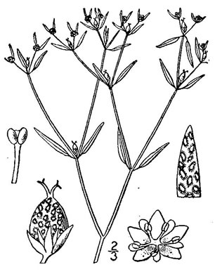 drawing of Croton michauxii, Sand Rushfoil, Michaux's Croton, Narrowleaf Rushfoil