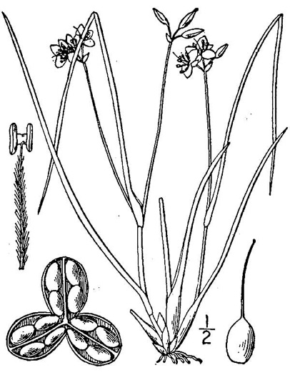 drawing of Cuthbertia graminea, Grassleaf Roseling, Pink Spiderwort, Slender Roseling