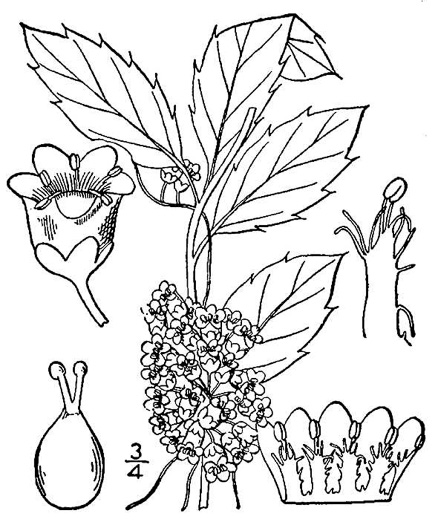drawing of Cuscuta gronovii, Common Dodder, Swamp Dodder