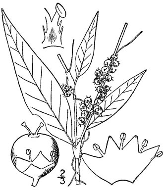 drawing of Cuscuta polygonorum, Smartweed Dodder
