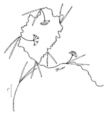 drawing of Pattalias paluster, Swallow-wort, Sand-vine, Gulf Coast Swallow-wort, Marsh Cynanchum