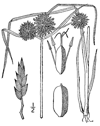 drawing of Cyperus filiculmis, Southeastern Flatsedge