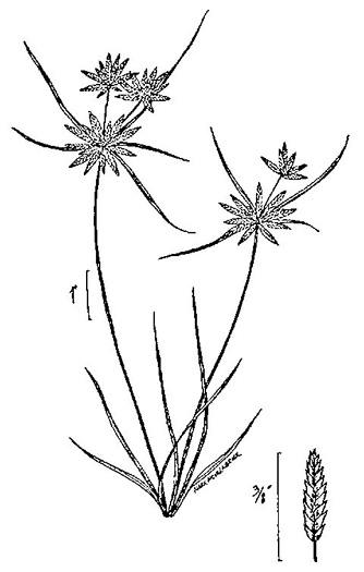 drawing of Cyperus flavescens, Yellow Flatsedge