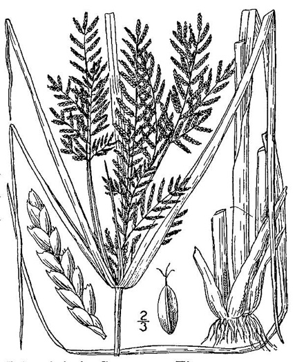 drawing of Cyperus iria, Rice-field Flatsedge