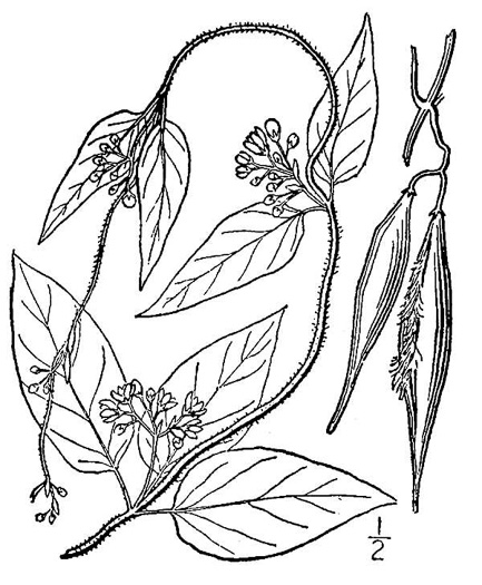 drawing of Vincetoxicum nigrum, Black Swallow-wort, Dog-Strangling Vine