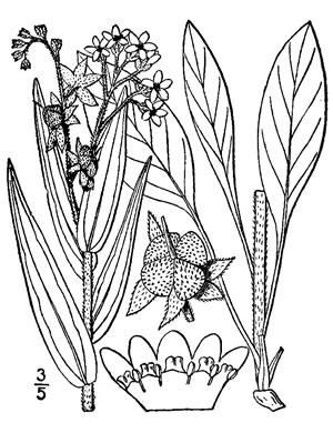 image of Cynoglossum officinale, Hound's-tongue, Garden Comfrey