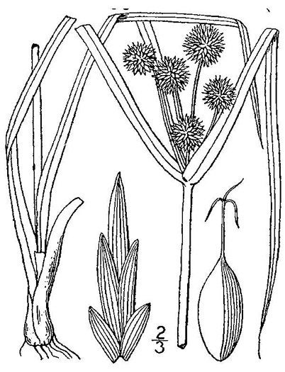 drawing of Cyperus echinatus, Roundhead Flatsedge, Globe Flatsedge
