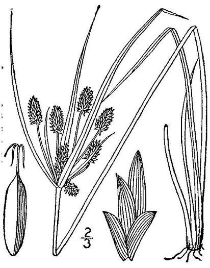 drawing of Cyperus retrorsus, Pineland Flatsedge, Pine-barren Flatsedge