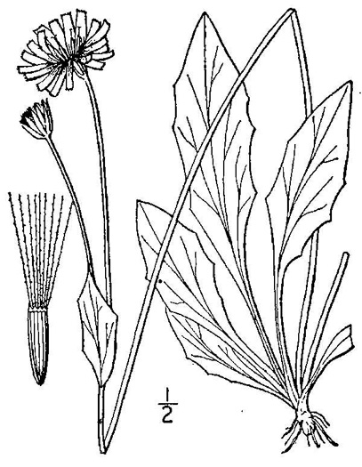 Krigia biflora ssp. biflora, Orange Dwarf-dandelion, Two-flower Dwarf-dandelion, Two-flower Cynthia, Twin-flowered Cynthia