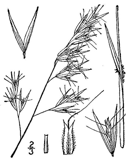 drawing of Danthonia sericea, Silky Oatgrass, Downy Oatgrass, Downy Danthonia
