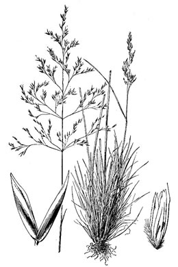 image of Deschampsia cespitosa ssp. glauca, Tufted Hairgrass