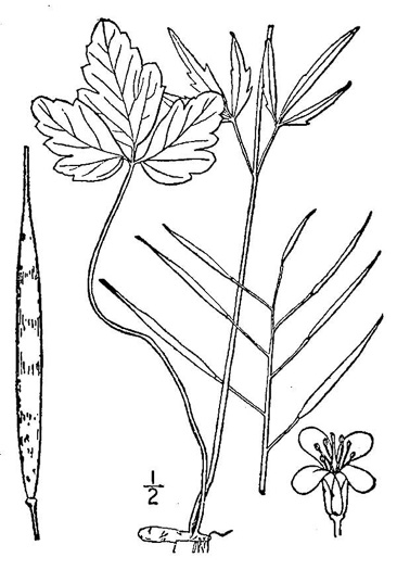 drawing of Cardamine angustata, Eastern Slender Toothwort