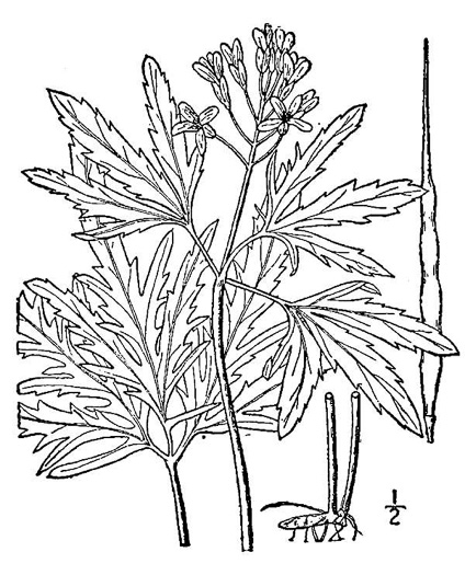 drawing of Cardamine concatenata, Cutleaf Toothwort