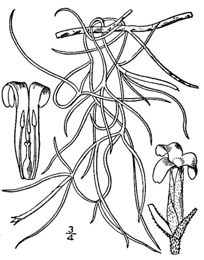 drawing of Tillandsia usneoides, Spanish-moss, Long-moss