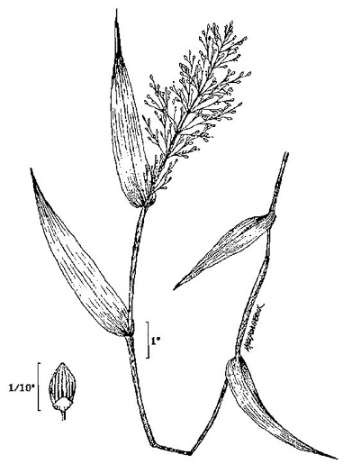 drawing of Dichanthelium commutatum +, Variable Witchgrass
