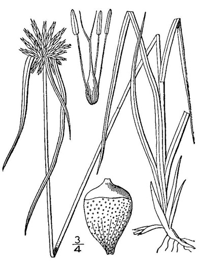 image of Rhynchospora colorata, Narrowleaf Whitetop Sedge, White-bracted Sedge, Starrush Whitetop Sedge