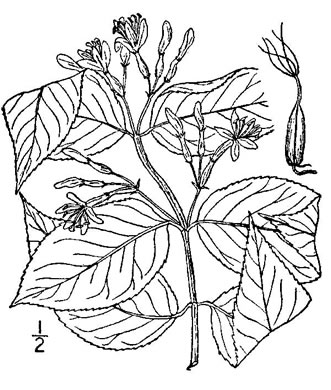 drawing of Diervilla lonicera, Northern Bush-honeysuckle