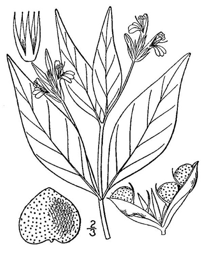 image of Justicia ovata, Coastal Plain Water-willow, Looseflower Water-willow