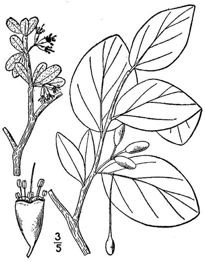 drawing of Dirca palustris, Eastern Leatherwood, Leatherbark, Wicopee, Rope-bark