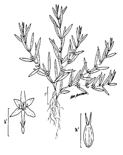 image of Diodia virginiana, Virginia Buttonweed, Large Buttonweed