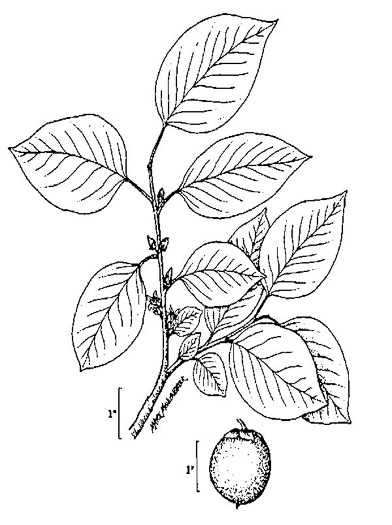 drawing of Diospyros virginiana, American Persimmon, Possumwood, Simmon