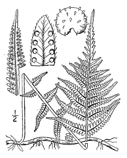 drawing of Amauropelta noveboracensis, New York Fern