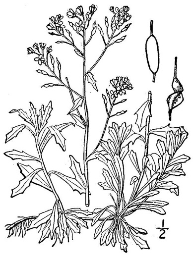 image of Draba ramosissima, Rocktwist, Branched Draba, Appalachian Draba